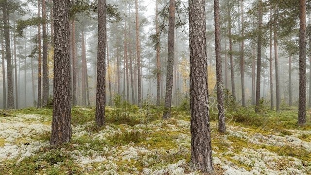 Tapahtuman/harrastuksen kuva