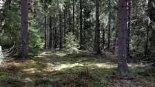Tapahtuman/harrastuksen kuva