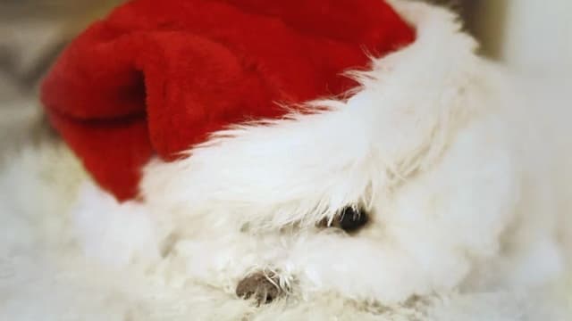 Tapahtuman/harrastuksen kuva